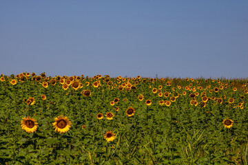 Obraz premium Sunflower field. Agriculture, sunflower seeds growing concept