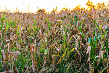 Corn field. Cereals for flour production