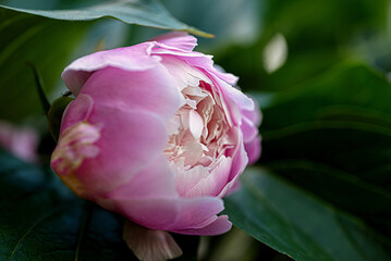 Pink peony bud macro close-up in soft light
Macro close-up of a pink peony bud with green leaves in...