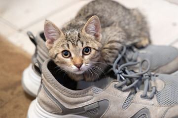 An adorable little kitten is comfortably snuggled inside some cozy and cute grey sneakers