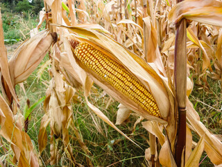 Corn field. Cereals for flour production