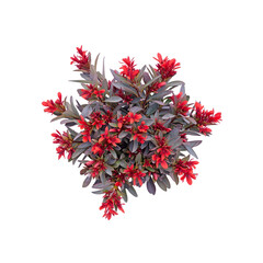Naklejka premium Isolated festive red flower and spice decorations on a Christmas tree on a white background