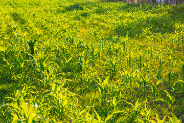Corn field. Cereals for flour production