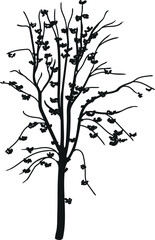 Black silhouette of rowan tree (Sorbus aucuparia) with bare branches without leaves and many berries isolated on white background	