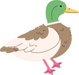 mallard bird zoo wildlife animal clipart