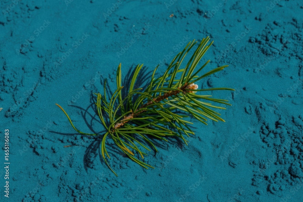 Poster emerald branch on turquoise canvas: a vibrant evergreen branch, with its sharp needles and a hint of