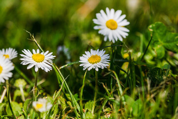 Nature scene with blooming bellis perennis, commonly known as the white daisy © Vlad Ispas