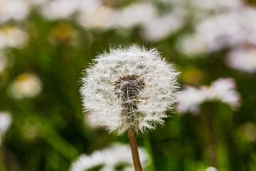 Fototapeta premium Nature scene with blooming taraxacum, commonly known as dandelion