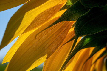 Sunflower petals in summer sunlight
 Close-up of sunflower petals and seed head illuminated by warm...
