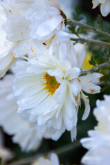 close up of white flower