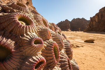 AlUla Art: Desert X 2022 artworks (Saudi Arabia)