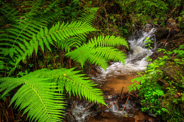 Picture of the Aguzou stream in the mountains of southern France with small waterfalls, rocks,...