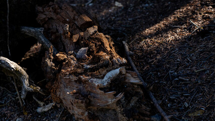 Close-up of decayed tree trunk with textured wood in forest sunlight