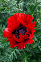 Red poppy in the field close-up. Beautiful red poppy top view close-up