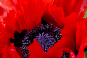 Red poppy in the field close-up. Beautiful red poppy top view close-up