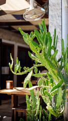 green plant 