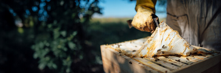 Beekeeper Handling Hive Wide Banner