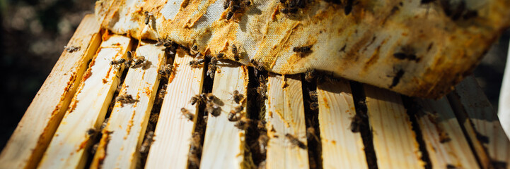 Bees on Beehive Frame with Copy Space Wide Banner