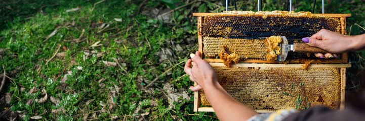 Beekeeper Harvesting Honeycomb Wide Banner