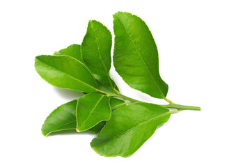 Fresh young lemon leaves, green branch isolated on white, top view