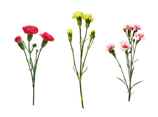 Set of twigs of different carnation flowers with green buds and leaves isolated on white or transparent background