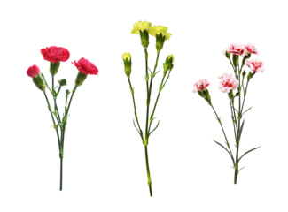 Set of twigs of different carnation flowers with green buds and leaves isolated on white or transparent background