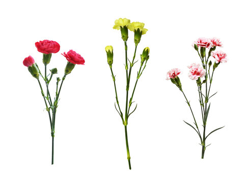 Set of twigs of different carnation flowers with green buds and leaves isolated on white or transparent background