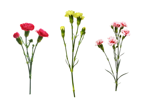 Set of twigs of different carnation flowers with green buds and leaves isolated on white or transparent background