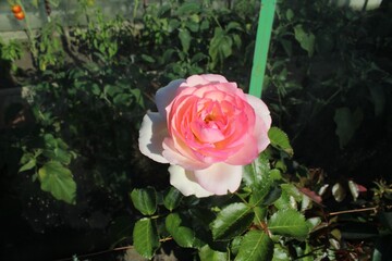 delicate pink rose in the garden