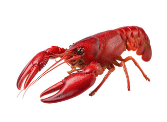 Red crawfish crayfish crustacean isolated on a transparent background