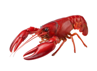 Red crawfish crayfish crustacean isolated on a transparent background