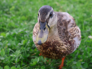 Close-Up of Mallard Duck Standing on Green Grass with Intense Expression. Detailed photograph of mallard duck in grassy environment,showcasing vibrant textures,colors of its plumage,green surroundings