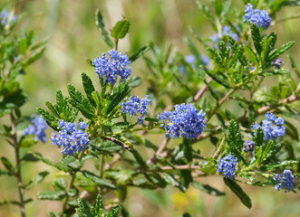 California Mountain Lilac (lat.- Ceanothus Concha)