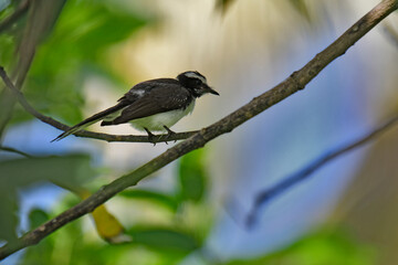 
This small, active bird is a Grey Fantail, known for its restless and acrobatic movements. It has...