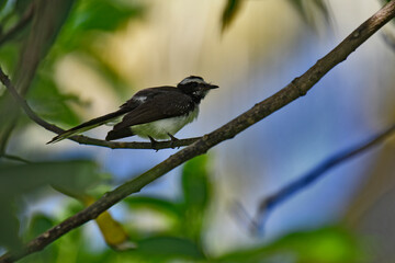 
This small, active bird is a Grey Fantail, known for its restless and acrobatic movements. It has...