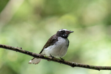 
This small, active bird is a Grey Fantail, known for its restless and acrobatic movements. It has a sooty grey-brown back, a white belly, and a distinctive fanned tail with white outer feathers.