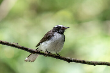 
This small, active bird is a Grey Fantail, known for its restless and acrobatic movements. It has a sooty grey-brown back, a white belly, and a distinctive fanned tail with white outer feathers.