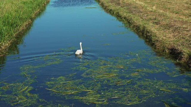 Mute swans swimming in a rhyne on the Somerset Levels, England