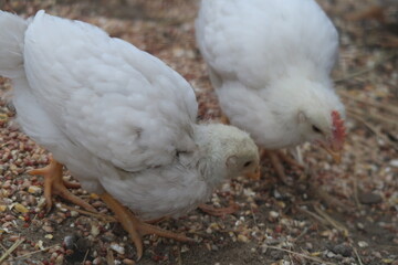 Chickens and Chicks