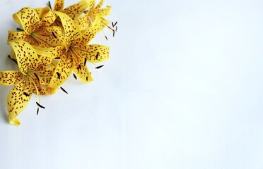 Yellow lily on a white background. Place for your text.