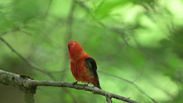 Slow motion video of wet male scarlet tanager perched on a branch preening its tail feathers and shaking its wings