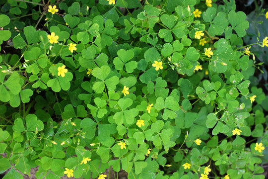 Oxalis plant with yellow flowers growing in nature