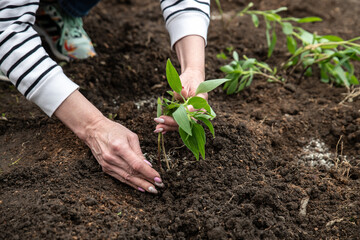 Planting and fertilizing plants and flowers. Female hands planting a flower in the ground. Close-up