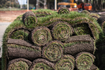 Rolls of lawn grass suitable for laying. Grass for lawn.