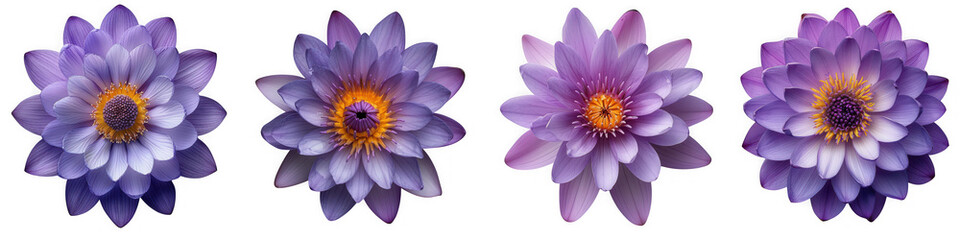 Four purple water lilies with delicate petals and yellow centers, isolated on transparent background