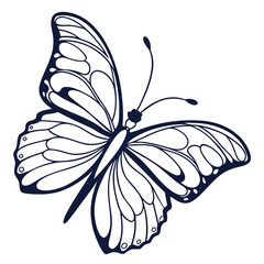 butterfly vector illustration