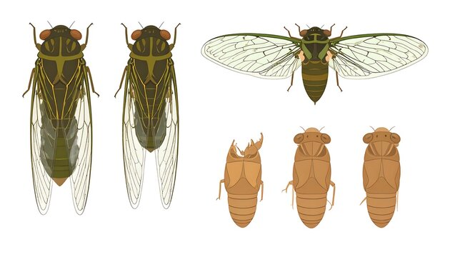 Illustration of cicada life cycle stages