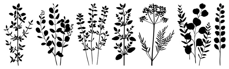 PNG Botanical silhouette herb illustration, element set on transparent background