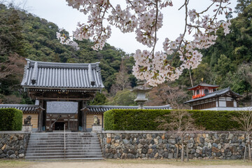 A serene Japanese temple entrance is showcased, framed by a rustic stone wall and vibrant cherry blossoms in Minoh National Park, Osaka, Japan.