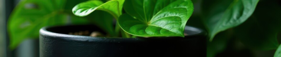 Sleek black pot, vibrant green Monstera deliciosa , home decor, green leaves